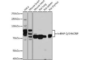 Western blot analysis of extracts of various cell lines, using hnRNP Q/SYNCRIP /SYNCRIP Rabbit mAb (ABIN7270673) at 1:1000 dilution. (SYNCRIP anticorps)