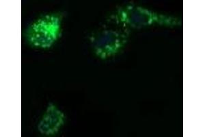 Image no. 7 for anti-Prostaglandin E Synthase 2 (PTGES2) antibody (ABIN1500491) (PTGES2 anticorps)