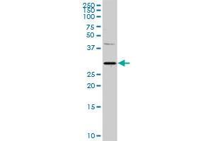PITX1 MaxPab rabbit polyclonal antibody.