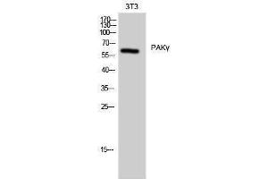 Western Blotting (WB) image for anti-P21-Activated Kinase 2 (PAK2) (Thr198) antibody (ABIN3176763) (PAK2 anticorps  (Thr198))
