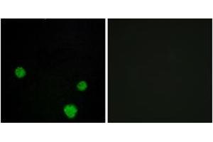 Immunofluorescence (IF) image for anti-H2.0-Like Homeobox (HLX) (AA 321-370) antibody (ABIN2889595) (HLX anticorps  (AA 321-370))