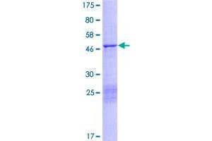Image no. 1 for Calpain, Small Subunit 1 (CAPNS1) (AA 1-268) protein (GST tag) (ABIN1348002)