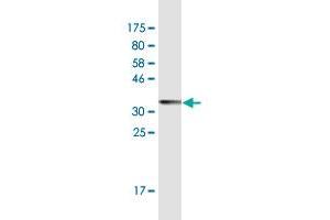 Western Blot detection against Immunogen (34.