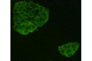 Immunocytochemistry (ICC) image for anti-Leucine-Rich Repeat Containing G Protein-Coupled Receptor 5 (LGR5) antibody (ABIN1854936) (LGR5 anticorps)