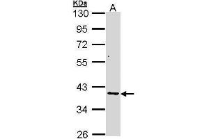 WB Image Sample (30 ug of whole cell lysate) A: A431 , 10% SDS PAGE antibody diluted at 1:1000 (AKR7A2 anticorps)