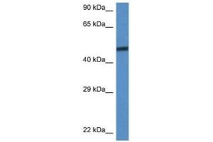 Western Blot showing Smarcd3 antibody used at a concentration of 1. (SMARCD3 anticorps  (C-Term))
