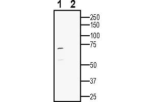 Western blot analysis of human SH-SY5Y neuroblastoma cell line lysate:1. (HTR2C anticorps  (Extracellular))