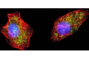 Fluorescent image of  cells stained with ATG4D (N-term) antibody. (ATG4D anticorps  (N-Term))