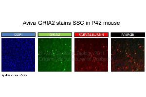 Image no. 1 for anti-Glutamate Receptor, Ionotropic, AMPA 2 (GRIA2) (N-Term) antibody (ABIN184235) (GRIA2 anticorps  (N-Term))
