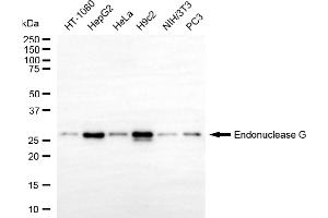 anti-Endonuclease G (ENDOG) antibody