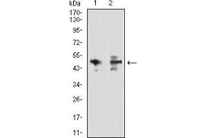 Western blot analysis using MAPK9 mouse mAb against HEK293 (1) and U251 (2) cell lysate.