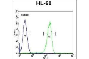 OR2F2 Antibody (C-term) (ABIN655223 and ABIN2844831) flow cytometric analysis of HL-60 cells (right histogram) compared to a negative control cell (left histogram). (OR2F2 anticorps  (C-Term))