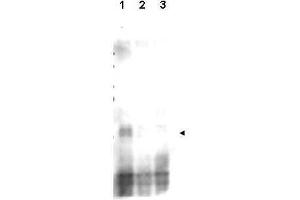 Western blot using  affinity purified anti-S. (Recombination Protein 107 (REC107) (pSer30) anticorps)