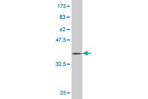 Western Blot detection against Immunogen (36. (MAP2K3 anticorps  (AA 1-100))
