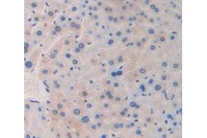 IHC-P analysis of Mouse Tissue, with DAB staining. (Reelin anticorps  (AA 3143-3461))