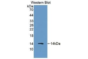 Detection of Recombinant S100A8, Porcine using Polyclonal Antibody to S100 Calcium Binding Protein A8 (S100A8) (S100A8 anticorps  (AA 1-89))