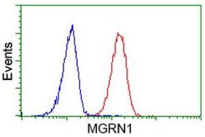 Image no. 4 for anti-Mahogunin, Ring Finger 1 (MGRN1) antibody (ABIN1499459)