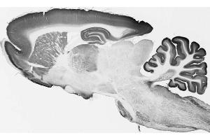 Adult rat whole brain immunohistochemistry.