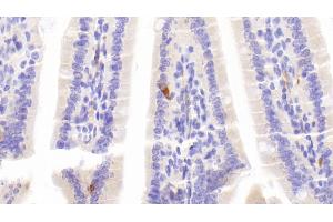 Detection of CHGA in Mouse Small intestine Tissue using Polyclonal Antibody to Chromogranin A (CHGA)