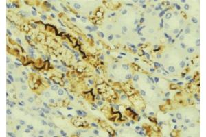 ABIN6276840 at 1/100 staining Mouse liver tissue by IHC-P. (CHI3L1 anticorps  (Internal Region))