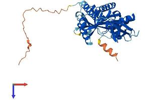 AlphaFold protein structure predicition of Human Recombinant MRPL39 Protein, UniprotID Q9NYK5