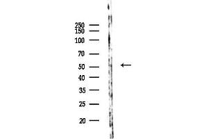 anti-WD Repeat Domain 34 (WDR34) antibody