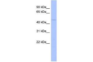 WB Suggested Anti-MAPK12 Antibody Titration: 0. (MAPK12 anticorps  (N-Term))