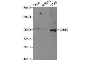 Western blot analysis of extracts of various cell lines, using CHUK antibody (ABIN5971093) at 1/500 dilution. (IKK alpha anticorps)