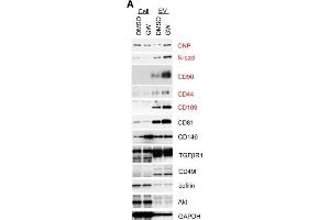 Elevated CNP in EP4 antagonist-induced MSC EVs contributes to their ability to convert 2',3'-cAMP to adenosine and to promote β3-tubulin polymerization.