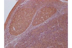 IHC image of ABIN7166916 diluted at 1:400 and staining in paraffin-embedded human tonsil tissue performed on a Leica BondTM system. (PKM anticorps  (AA 2-531))