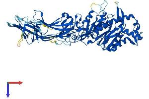 AlphaFold protein structure predicition of Mouse Recombinant Padi4 Protein, UniprotID Q9Z183
