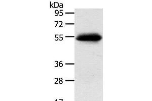 Western Blot analysis of 823 cell using SLC7A5 Polyclonal Antibody at dilution of 1:250 (SLC7A5 anticorps)