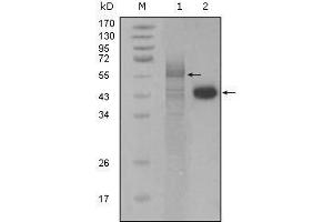 Western blot analysis using PAR4 mouse mAb against full-length Trx-Par4 recombinant protein (1) and Hela cell lysate (2). (F2RL3 anticorps  (AA 1-330))