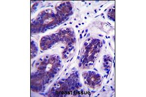 GDPD3 Antibody (N-term) (ABIN657885 and ABIN2846839) immunohistochemistry analysis in formalin fixed and paraffin embedded human breast tissue followed by peroxidase conjugation of the secondary antibody and DAB staining.
