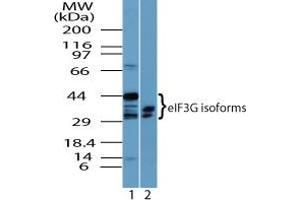Image no. 2 for anti-Eukaryotic Translation Initiation Factor 3, Subunit G (EIF3G) (AA 50-100) antibody (ABIN960153) (EIF3G anticorps  (AA 50-100))