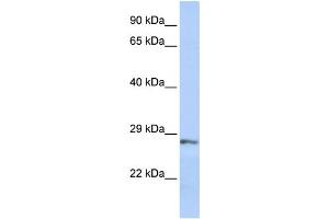 Western Blotting (WB) image for anti-Secreted Frizzled-Related Protein 2 (SFRP2) antibody (ABIN2459973) (SFRP2 anticorps)