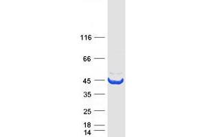 Validation with Western Blot (ADH1B Protein (Myc-DYKDDDDK Tag))