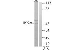 Western Blotting (WB) image for anti-Inhibitor of kappa Light Polypeptide Gene Enhancer in B-Cells, Kinase gamma (IKBKG) (Internal Region) antibody (ABIN1850137) (IKBKG anticorps  (Internal Region))