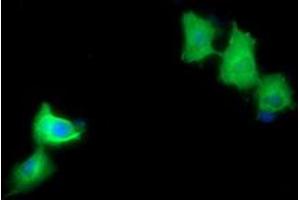 Image no. 2 for anti-Mitogen-Activated Protein Kinase Kinase 1 (MAP2K1) antibody (ABIN1499390) (MEK1 anticorps)