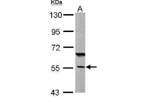 WB Image Sample (50 ug of whole cell lysate) A: Mouse brain 7.