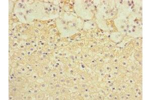Immunohistochemistry of paraffin-embedded human adrenal gland tissue using ABIN7171850 at dilution of 1:100 (Tetraspanin 14 anticorps  (AA 114-215))