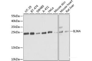 Western blot analysis of extracts of various cell lines using IL36A Polyclonal Antibody at dilution of 1:1000. (IL36A/IL1F6 anticorps)