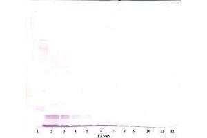Image no. 3 for anti-Chemokine (C-C Motif) Ligand 4 (CCL4) antibody (ABIN465381) (CCL4 anticorps)