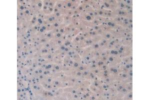 IHC-P analysis of Mouse Liver Tissue, with DAB staining. (HLA-DRB1 anticorps  (AA 27-264))