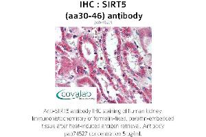 Image no. 1 for anti-Sirtuin 5 (SIRT5) (AA 30-46) antibody (ABIN1739285) (SIRT5 anticorps  (AA 30-46))