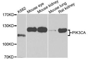 Western blot analysis of extracts of various cell lines, using PIK3CA antibody.
