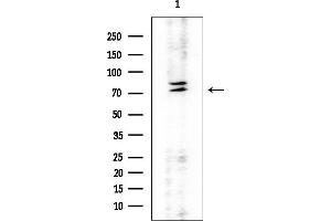 Western blot analysis of lysates from Rat testis, using IRF7 Mouse Monoclonal Antibody at 1/1000 dilution.