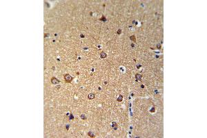 ANKH Antibody IHC analysis in formalin fixed and paraffin embedded brain tissue followed by peroxidase conjugation of the secondary antibody and DAB staining. (ANKH anticorps  (C-Term))