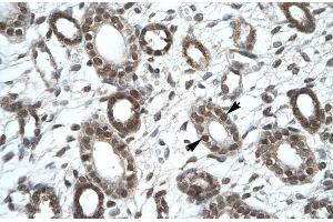 Human kidney (KIF25 anticorps  (C-Term))