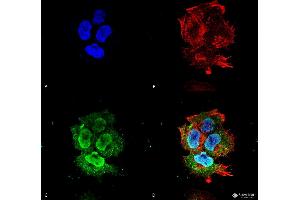 Immunocytochemistry/Immunofluorescence analysis using Mouse Anti-Synaptotagmin-7 Monoclonal Antibody, Clone S275-14 .